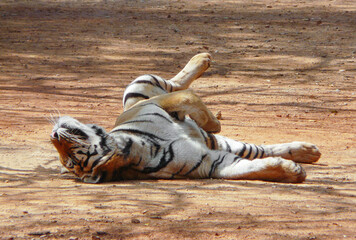 a beautiful big tiger is resting and walking around the zoo