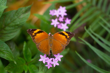 beautiful colorful butterfly in the garden on a flower