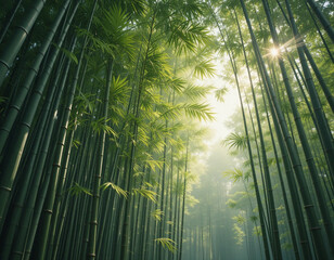 Fototapeta premium Mystical bamboo forest in morning light. Towering green stalks reach skyward as sunbeams filter through misty canopy creating ethereal atmosphere. Golden-green leaves dance in soft light above bamboo 