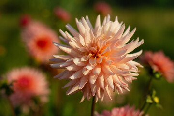 close up of a beautiful Dahlias flower in the garden