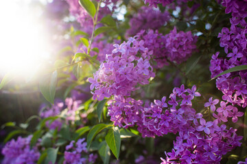 Obraz premium close up of beautiful purple lilac flowers in the garden