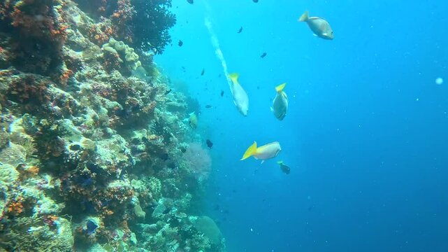 Pacific longnose parrotfish excrete digested coral as sand.