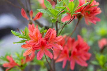 close-up of a beautiful pink Japanese rhododendron pink flower in the garden