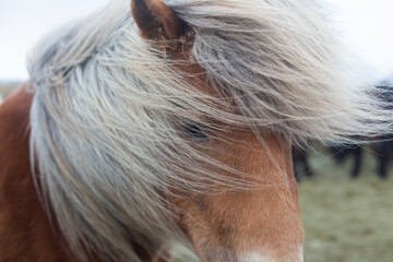 beautiful Icelandic horses with long manes are grazing and eating hay
