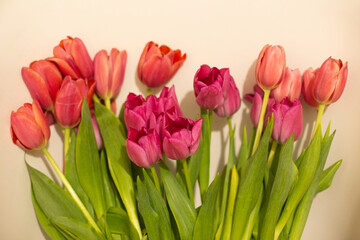 Fototapeta premium a bouquet of beautiful colored tulip flowers on a white background