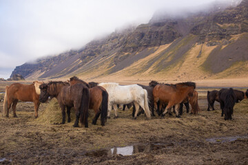 beautiful Icelandic horses with long manes are grazing and eating hay