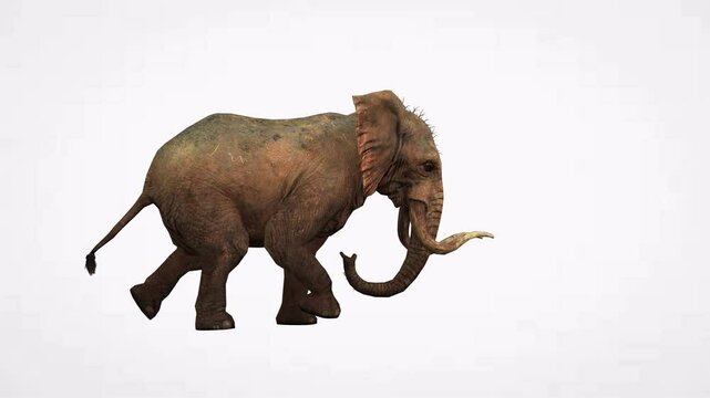 Running elephant in right side angle green screen or chroma key white background video clip motion