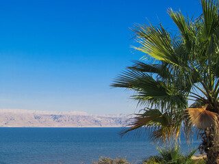 beautiful large tropical palm trees grow on the coast