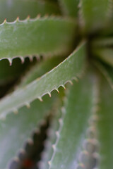 close-up of the texture of the prickly leaf of the Aloe plant