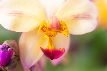 close up of beautiful orchid flowers in the garden