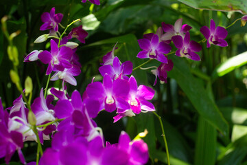 close-up of beautiful Dendrobium two-humped flowers in the garden
