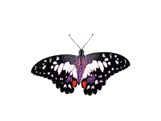 Beautiful butterfly in white background