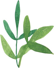 Naklejka premium A delicate watercolor illustration of a green leaf branch with multiple slender leaves