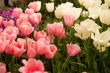 Obraz premium beautiful colorful tulip flowers are growing in the garden