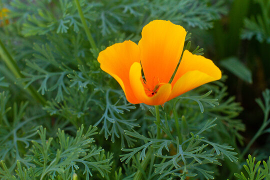 close-up of a beautiful Escholtia Californian flower in the garden