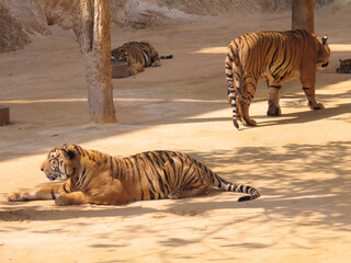 a beautiful big tiger is resting and walking around the zoo