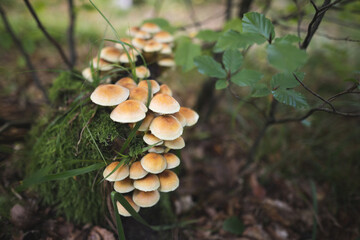inedible mushrooms grow from a tree stump in the forest