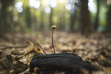 inedible mushrooms grow from a tree stump in the forest