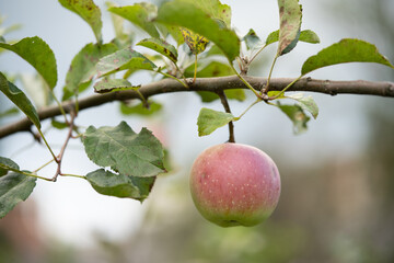 many ripe red apples on a tree branch