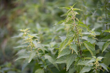 beautiful green nettle plant in sunlight outdoors