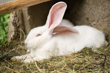 a beautiful white domestic rabbit is grazing and walking in the enclosure outdoors