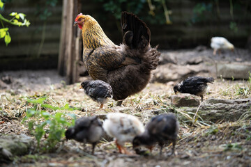 a beautiful adult hen walks with her chicks