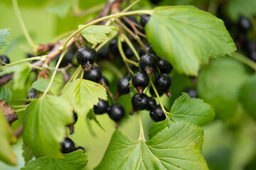 delicious and juicy bunches of blackcurrant berries on bushes in the garden