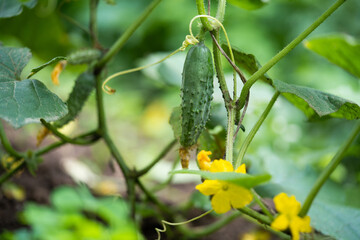 fresh green cucumbers grow in a greenhouse