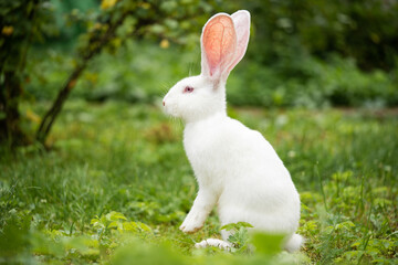 a beautiful white domestic rabbit is grazing and walking outdoors