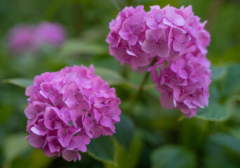 beautiful pink hydrangea flowers in the garden