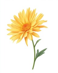 Fototapeta premium Yellow chrysanthemum in watercolor on white background