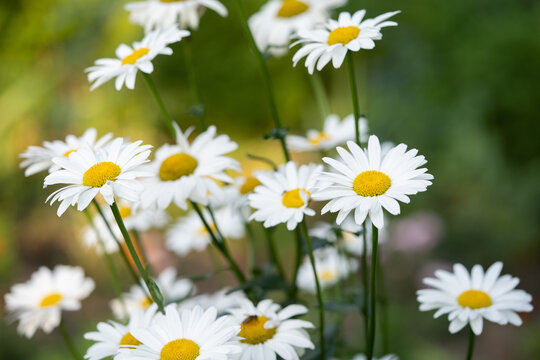 beautiful white chamomile flowers grow in the field
