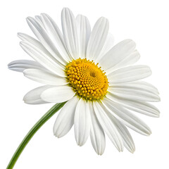 Lovely Daisy solated on white background, including clipping path