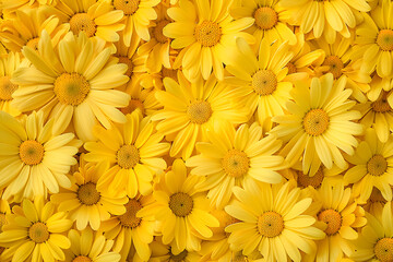 Vibrant Yellow Flower Pattern Blossoming with Natural Warmth and Aesthetic Appeal