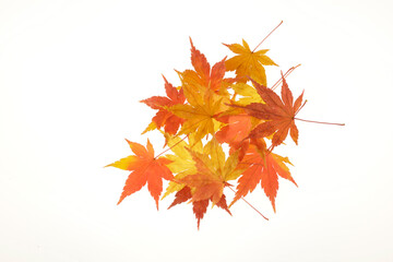 もみじの紅葉パターン＿2