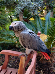 a large gray African red-tailed jaco parrot
