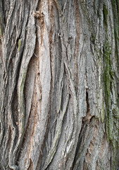 Textured bark of an ancient tree showcasing intricate patterns and natural beauty in a forest setting