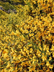 many yellow flowers Scotch broom in the mountains on the island of Madeira in Portugal