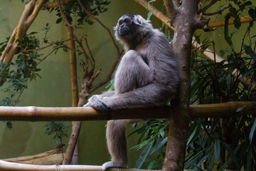 beautiful little gibbon monkey in the zoo