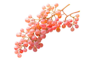 A cluster of pink grapes hanging from a vine against a stark black background in sharp focus view