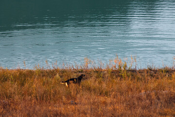 Dog playing near lake of Reservoir of Amadorio, Alicante.