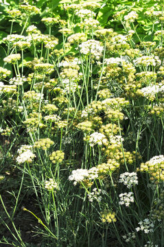 Gew&ouml;hnliche  Erdkastanie,  Bunium bulbocastanum