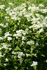 Gewöhnliche  Erdkastanie,  Bunium bulbocastanum