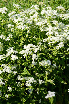 Gew&ouml;hnliche  Erdkastanie,  Bunium bulbocastanum