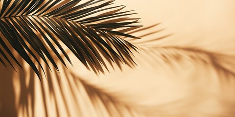 Obraz premium a shadow of a palm tre