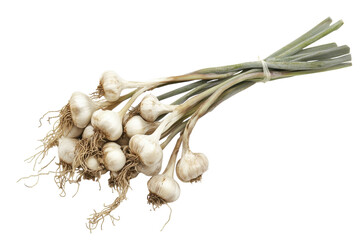 Fresh garlic bulbs tied together, showcasing their vibrant green stems and earthy roots isolated on transparent background