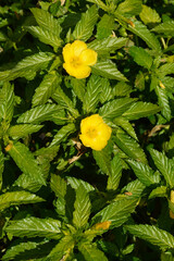 Damiana, Turnera diffusa