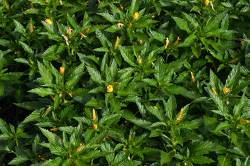Damiana, Turnera diffusa