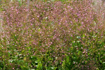 Erd-Gingseng, Talinum paniculatum