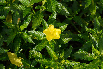 Damiana, Turnera diffusa